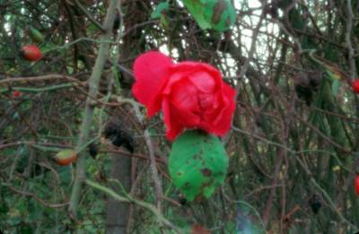 photographie stenope rose