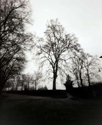 photo stenope 4x5 arbre